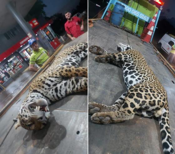 O animal já foi encontrado morto pela Rota do Oeste.