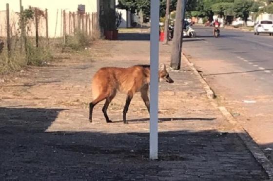 Lobo-guará foi flagrado no Centro de Sinop