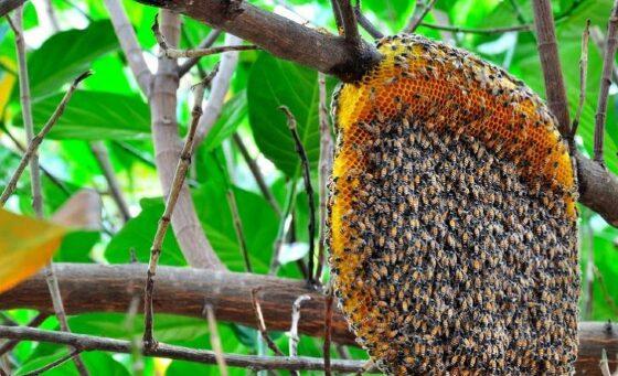 Homem foi atacado por enxame de abelhas