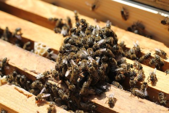 A reação das abelhas deixou mais de 10 feridos 