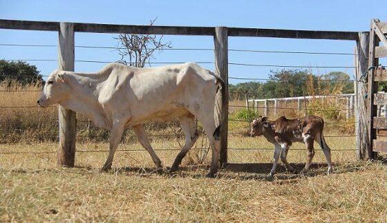 Vacas urinando sangue é sinal de alerta