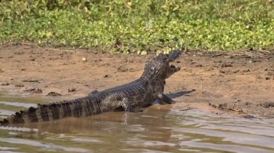 Rio Paraguai, em Cáceres está com nível de água abaixo de 20 cm
