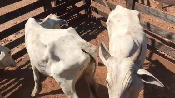 Vendedor não entregou o gado e desapareceu após receber a venda