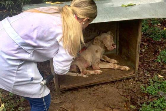 Projeto quer punir quem maltratar animais