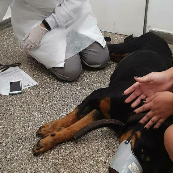 Urso luta para se salvar da paralisia. Ajude via Pix