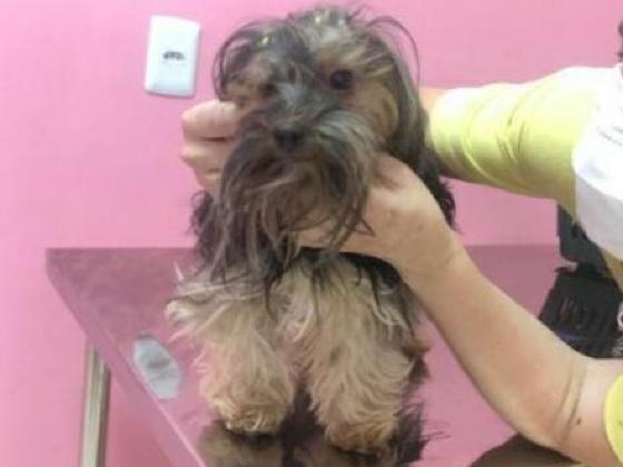 Haroldinho foi encontrado em região de pasto após 7 dias perdido.