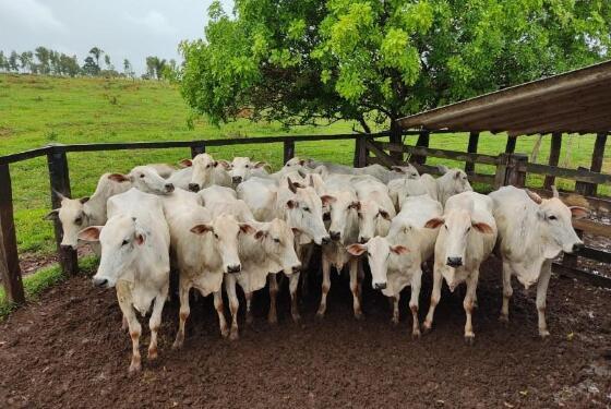  Os casos de vaca louca foram registrados em frigoríficos de Nova Canaã do Norte, no Mato Grosso e de Belo Horizonte, Capital de Minas Gerais.