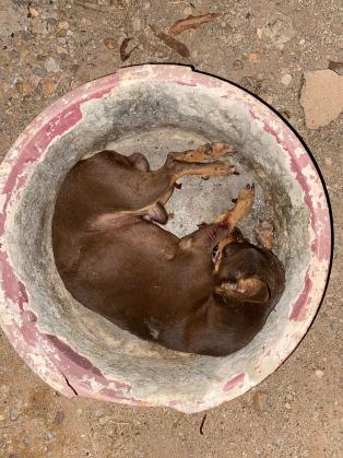 O cachorro morreu na hora, ao ser jogado no chão.