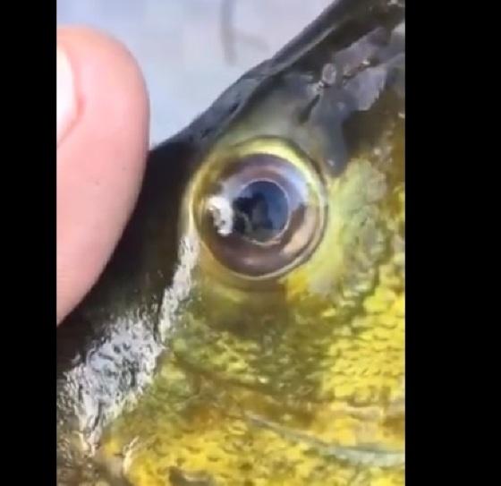 Vermes no olho do peixe