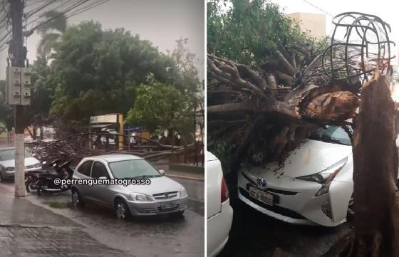 Tempestade derrubou árvores em Cuiabá e Várzea Grande