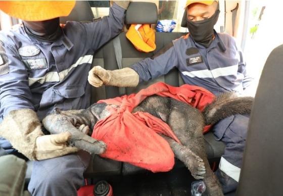 Animal foi resgatado pela Defesa Civil