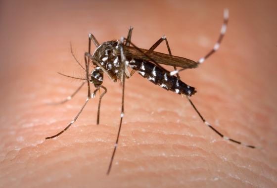 A combinação de calor excessivo e chuvas intensas fez aumentar os casos de dengue, zika e chikungunya em todo o país