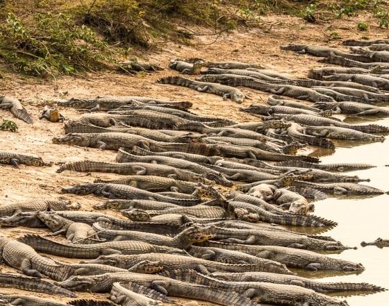 Fotógrafo registra jacarés amontoados em busca de água no Pantana