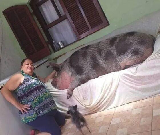A porca come frutas, legumes e ração.