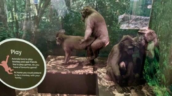 blog_monkeys-museum.jpg