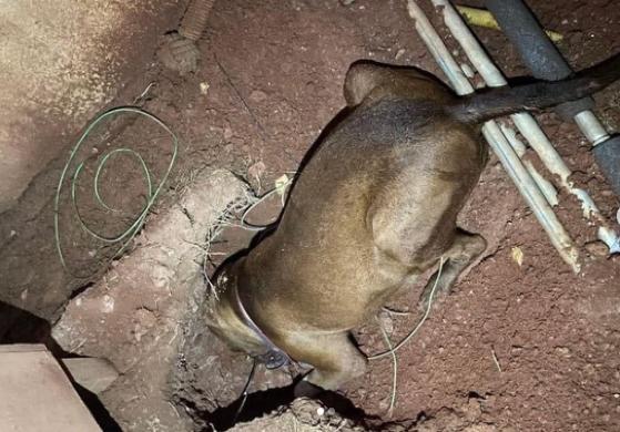 Pitbull foi encontrada pelos tutores já eletrocutada