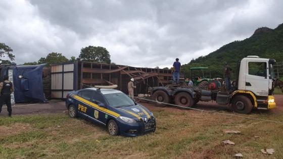 caminh&atilde;o boiadeiro tomba