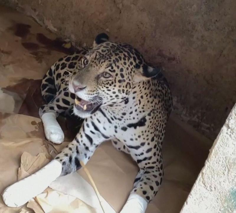 Amanaci onça-pintada patar queimadas pantanal
