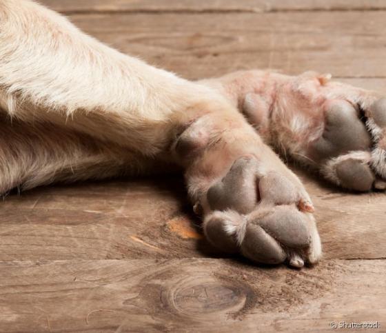 Cachorro foi morto a tiros