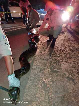 Sucuri foi resgatada na noite de sexta