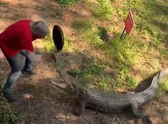 Homem enfrenta crocodilo com uma frigideira em Darwin, na Austrália