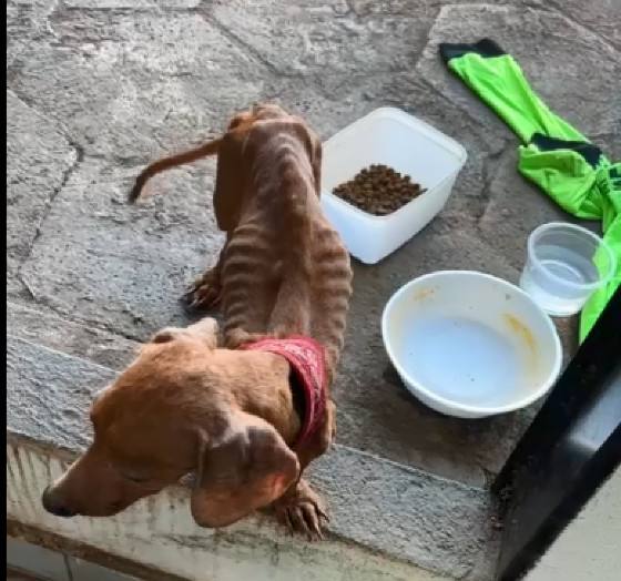 Animal estava com leishmaniose e foi deixado sem comida e sem água