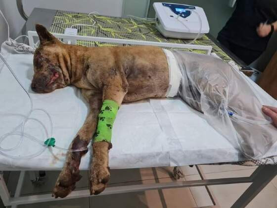 Cachorro sempre era visto com o agressor.