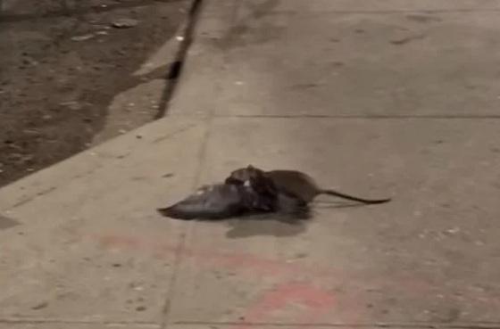 Um vídeo, que viralizou nas redes sociais, mostra o momento em que um rato ataca e arrasta um pombo para debaixo de um carro em uma rua movimentada de Nova York, nos Estados Unidos