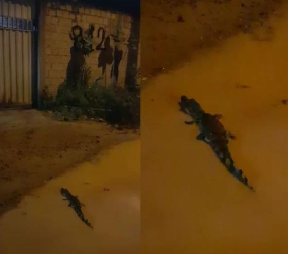 Jacaré faz aparições em loteamento de Boa Vista