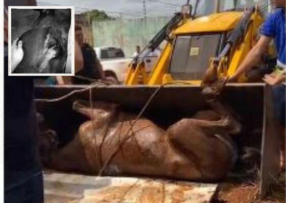 Apesar do esforço conjunto de inúmeras pessoas, Pégaso, veio a óbito na tarde desta quarta-feira (10).