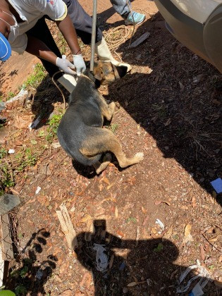 Animais estavam sem comida e água, presos em terreno
