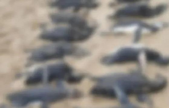 Pinguins representam a maioria dos animais mortos encontrados nos últimos dias nas praias do estado