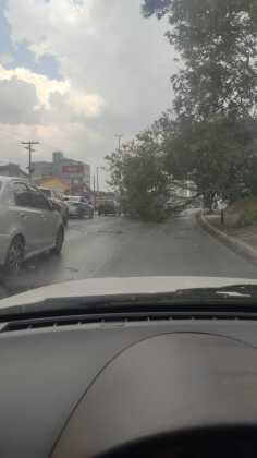Árvore caiu sobre a pista na Avenida Miguel Sutil