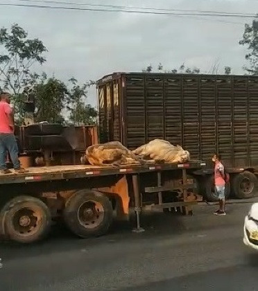 caminhao boiadeiro