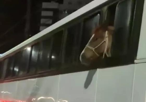 Cavalo é flagrado "viajando" de ônibus em SC