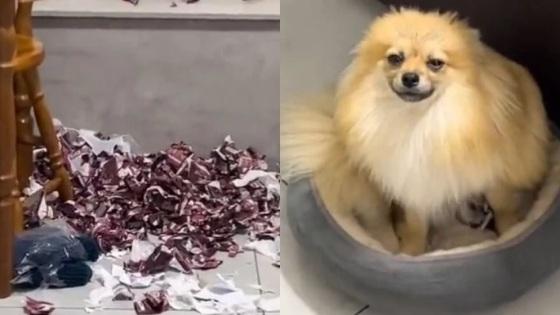 Cachorro destruiu quase mil reais em figurinhas da Copa do Mundo.