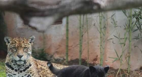Onça no zoológico Zoo Park da Montanha, no Espírito Santo