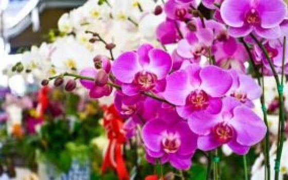 Ao todo são mais de 20 cores de orquídeas a preço fixo de R$ 25