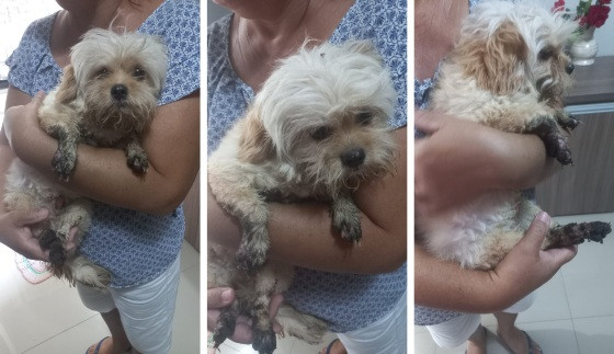 Mulher jogou óleo quente em cachorro