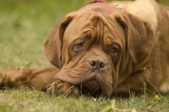 Os tutores se separaram após 16 anos de relacionamento e o pet ficou com a mulher. 