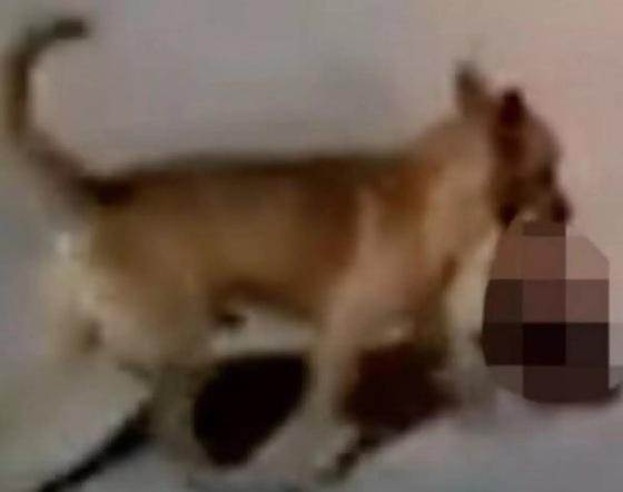 VÍDEO: Cachorro é visto carregando cabeça humana pelas ruas