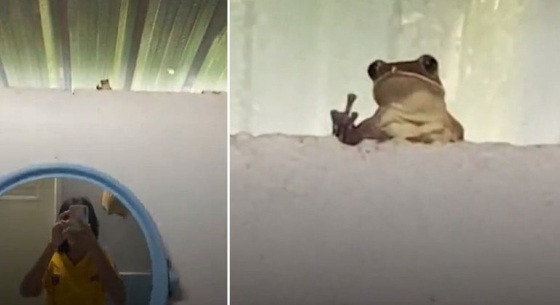 Sapo não demonstrou nenhum respeito pela moradora da casa
