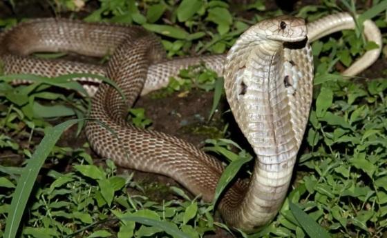 Cobra venenosa morre após ser mordida por criança de 8 anos