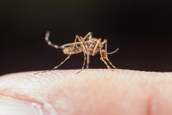 A malária é uma doença infecciosa febril aguda, causada por protozoários do tipo Plasmodium, transmitidos pela fêmea infectada do mosquito Anopheles, também conhecido como “mosquito prego".