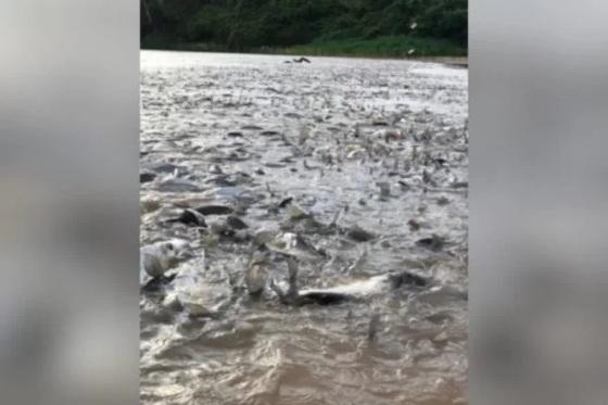 Peixes no rio Araguaia