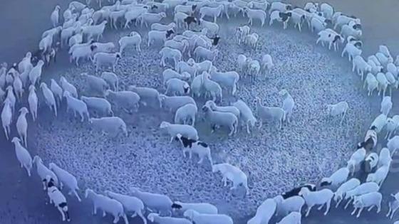 As imagens foram feitas Mongólia Interior (China)