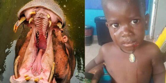 Criança sobrevive após ser engolida por hipopótamo