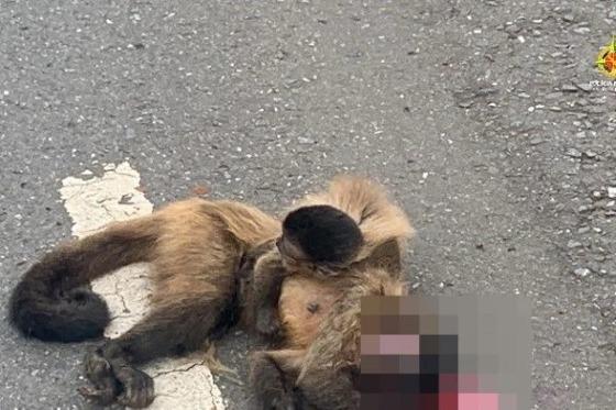 O filhote de macaco ficou agarrado ao corpo da mãe.