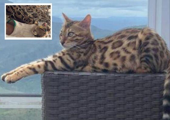  "Massinha", da raça bengal é avaliada em R$ 7 mil.