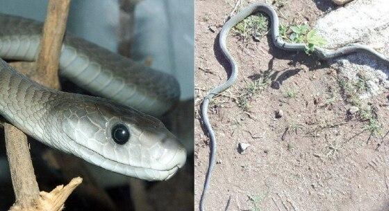 Aluna de escola no Zimbábue morreu após ter sido picada por uma mamba negra em sala de aula